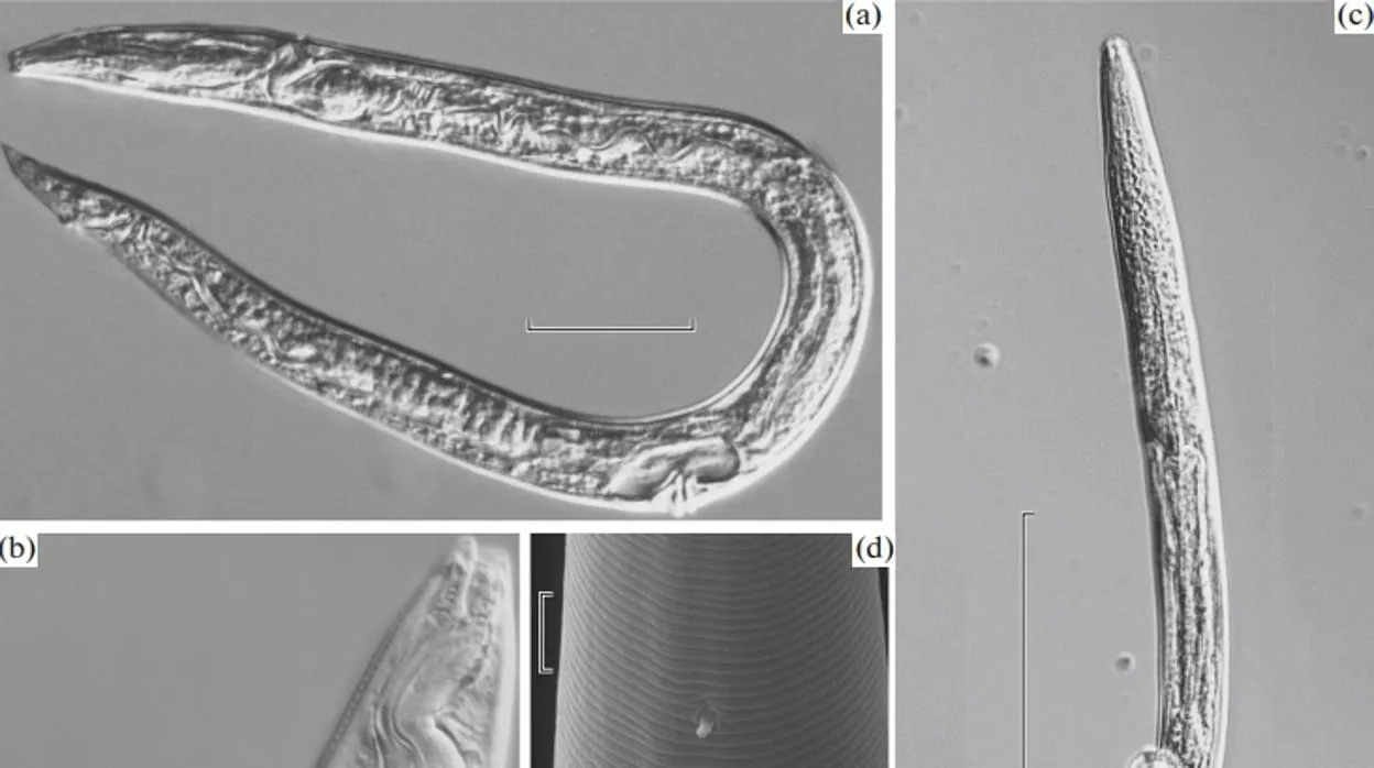 Imágenes de los nematodos reactivados en el laboratorio