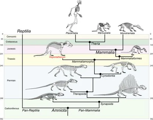 Kayentatherium es un pariente cercano de los mamíferos