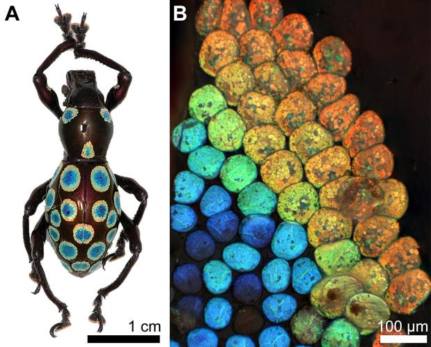 Descubren un color completamente nuevo en un animal terrestre