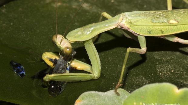 Sorprenden a una mantis religiosa pescando y devorando peces por primera vez