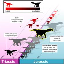 Las posturas cuadrúpedas con miembros flexionados evolucionaron varias veces en los dinosaurios sauropodomorfos