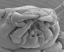 La cabeza de una dulce larva de escarabajo, vista bajo el microscopio