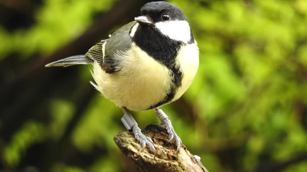 Brote Verde el estudio Cómo «ligan» los pájaros según su personalidad