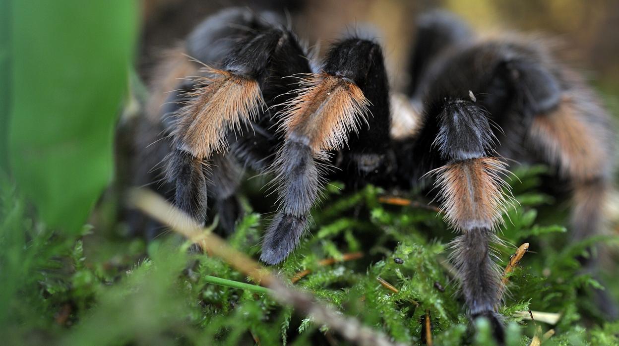 Tarántula fotografiada en México