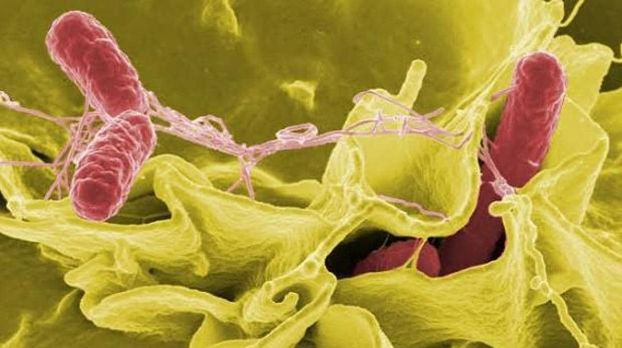 Microfotografía coloreada de Salmonella typhimurium. El microbioma es el conjunto de los microorganismos que viven en el intestino y tiene un importante papel en la salud