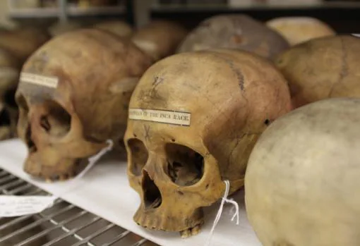 Varios cráneos de la colección de Morton
