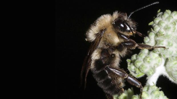 El extraño efecto de los eclipses solares sobre las abejas