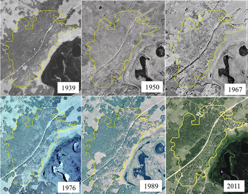 El polígono amarillo representa el límite de Pando (sus raíces). Se pueden observar zonas deforestadas en las que ya no crecen árboles