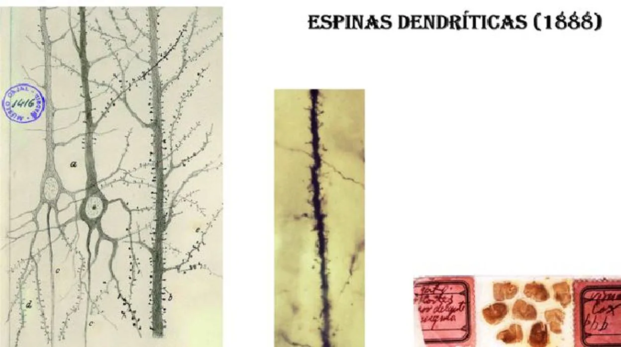 Dibujo original de Cajal de las espinas dendríticas (izquierda) y foto tomada por Juan A. de Carlos, del Instituto Cajal, (Centro) de preparaciones originales de Cajal, impregnadas con el método de Golgi