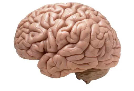 Nada sobra en el cerebro, según lo averiguado por los científicos