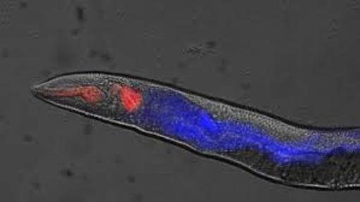 Un nematodo, llamado Caenorhabditis elegans, iluminado por fluorescencia para observar la necrosis (en azul). En rojo, se muestra el sistema digestivo. La retracción de la faringe activa una muerte en cascada de las células