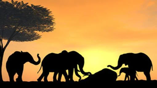 Los elefantes rodean el cuerpo de uno de los suyos