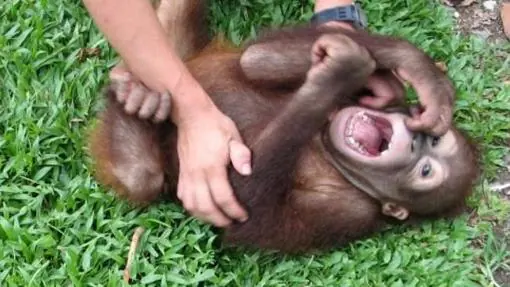 Una cría de orangután ríe mientras le hacen cosquillas
