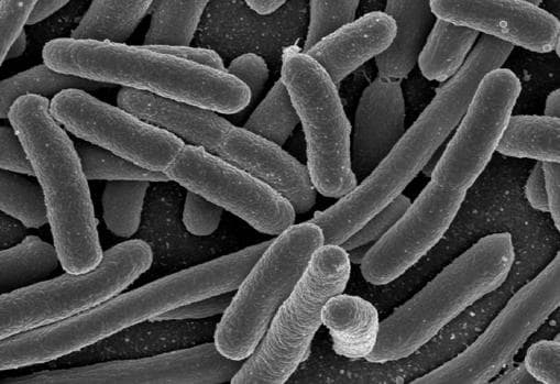 Microfotografía de bacterias «Escherichia coli», del grupo de las Proteobacterias. Se han hallado microbios en este grupo dentro de células de cerebros humanos