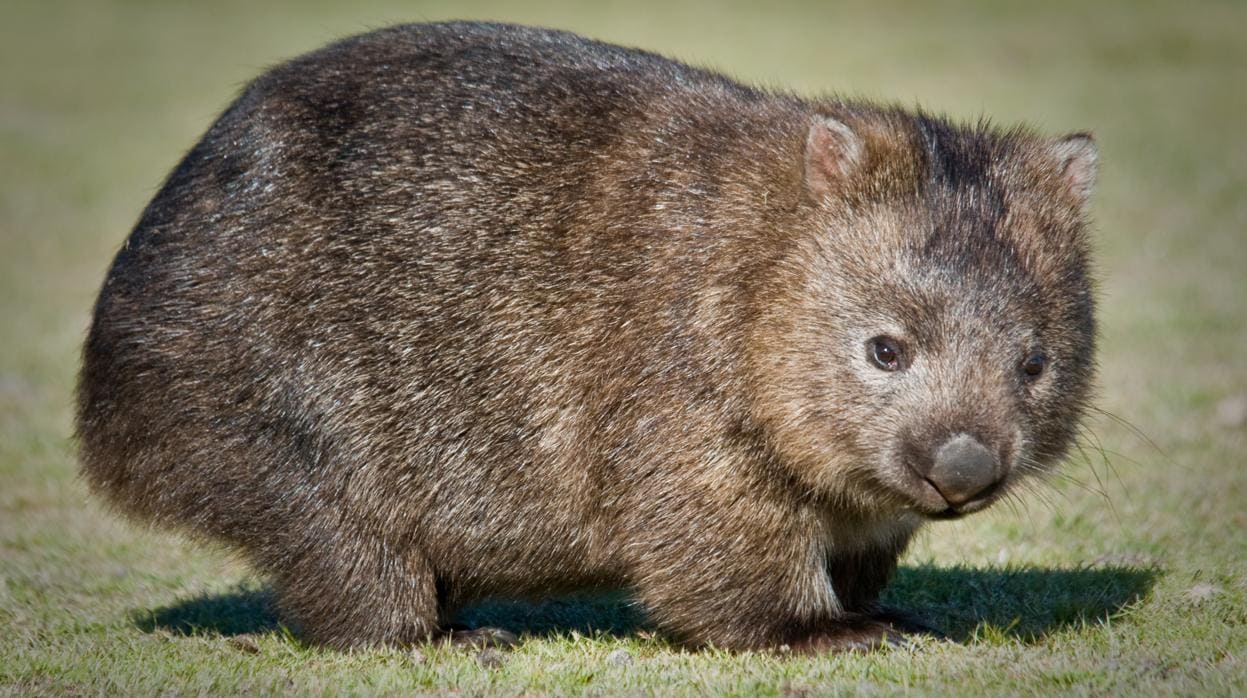 El enigmático wombat, el único animal que produce heces en forma de cubo