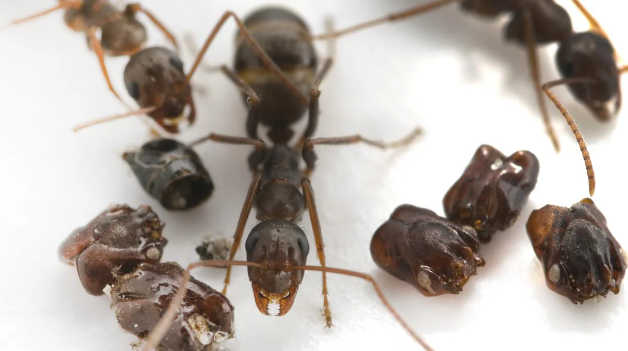 Formica archboldi , la hormiga recolectora de cráneos de Florida , junto a partes del cuerpo de otras hormigas que se encuentran en todo el nido subterráneo