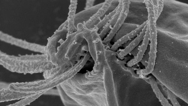 ¿Son estas las criaturas más raras de la Tierra?