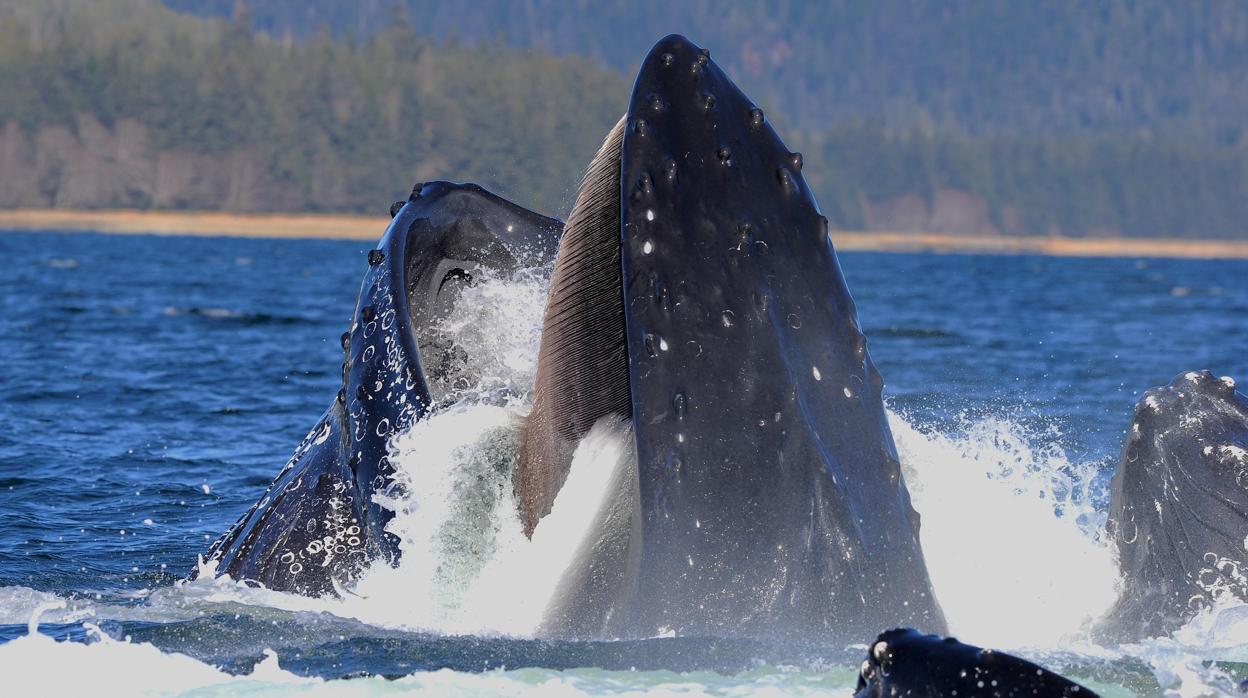 La ballena jorobada muestra la barba, la estructura suave y con forma de peine en la parte superior de la boca que les permite atrapar presas en su boca