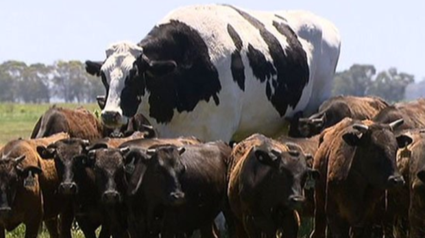 Bragas: no es una vaca y esta es la razón por la que es gigante