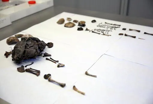 El Museo de Naturaleza y Arqueología de Tenerife presentó hoy los restos momificados de dos recién nacidos guanches que se han encontrado en el municipio de Guía de Isora