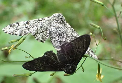 Una pareja de mariposas del abedul. Una en su forma normal, más clara, y otra oscura