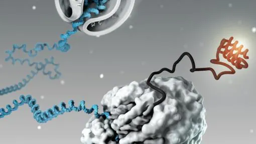 Los científicos pueden evitar fabricar proteínas defectuosas introduciendo moléculas en las células