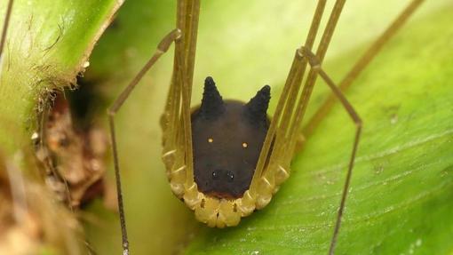 La araña con cabeza de perro