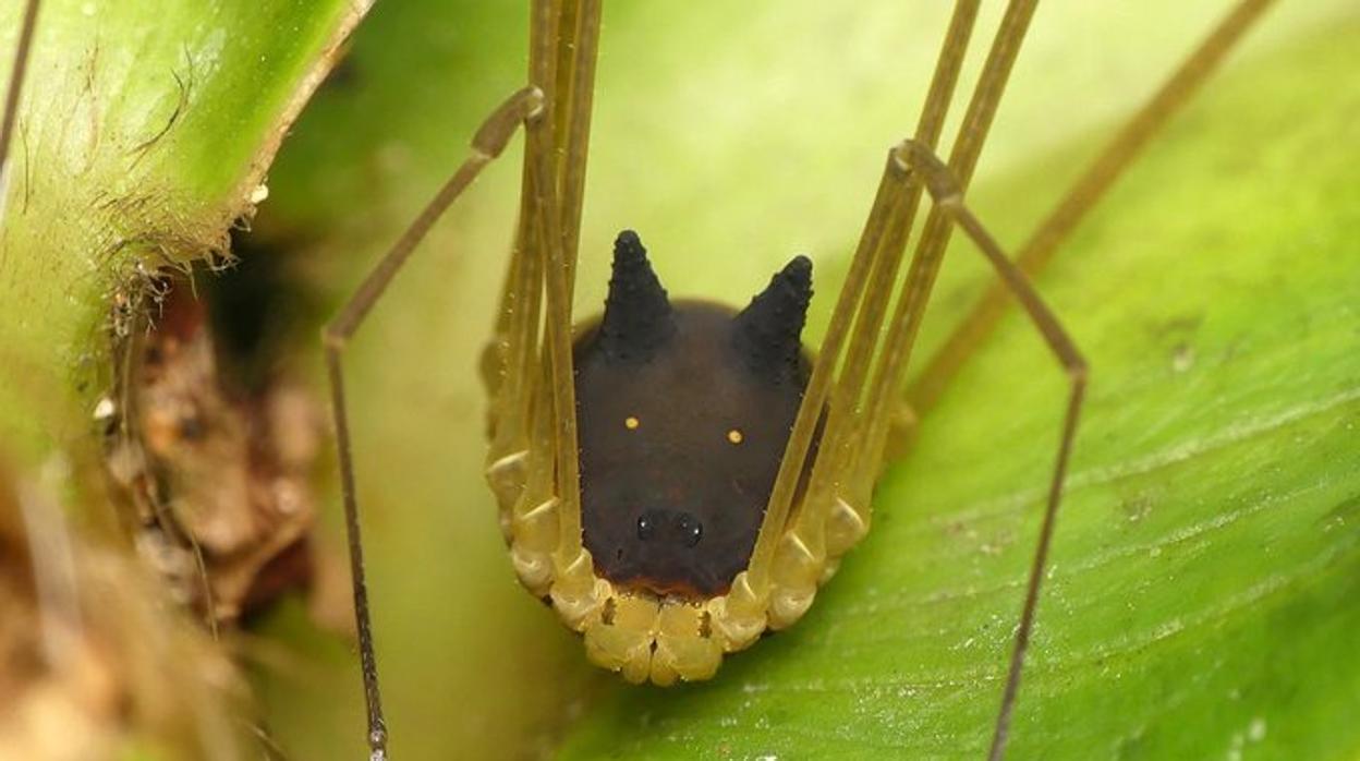 La «araña» con cabeza de perro, una de las noticias más leídas en Ciencia en ABC