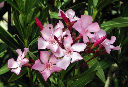 La flor de la adelfa