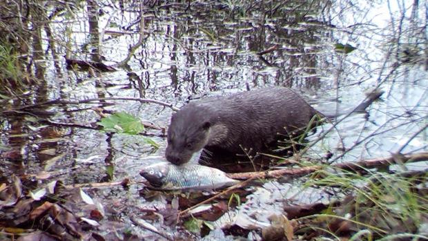 La vida animal secreta que alberga el área prohibida de Chernóbil