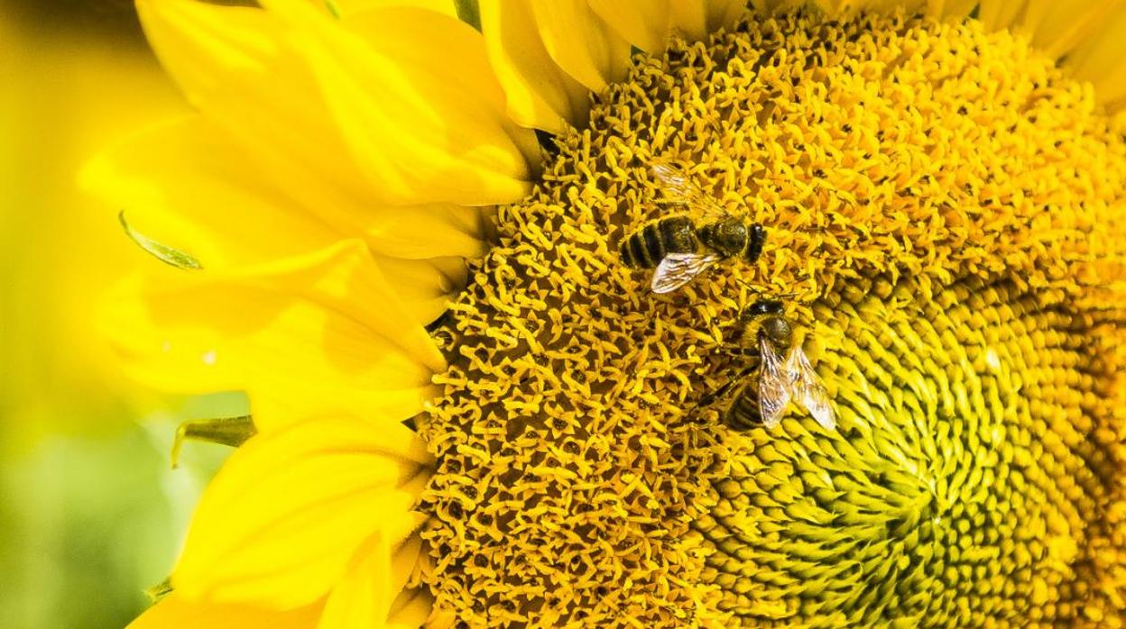 Los investigadores han descubierto que las abejas pueden hacer matemáticas básicas