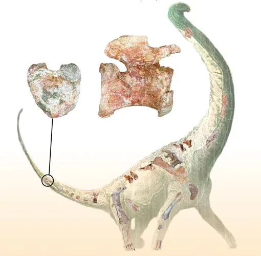 Ilustración que muestra la «cola del corazón» de Mnyamawamtuka moyowamkia y una selección de los huesos recuperados de su esqueleto