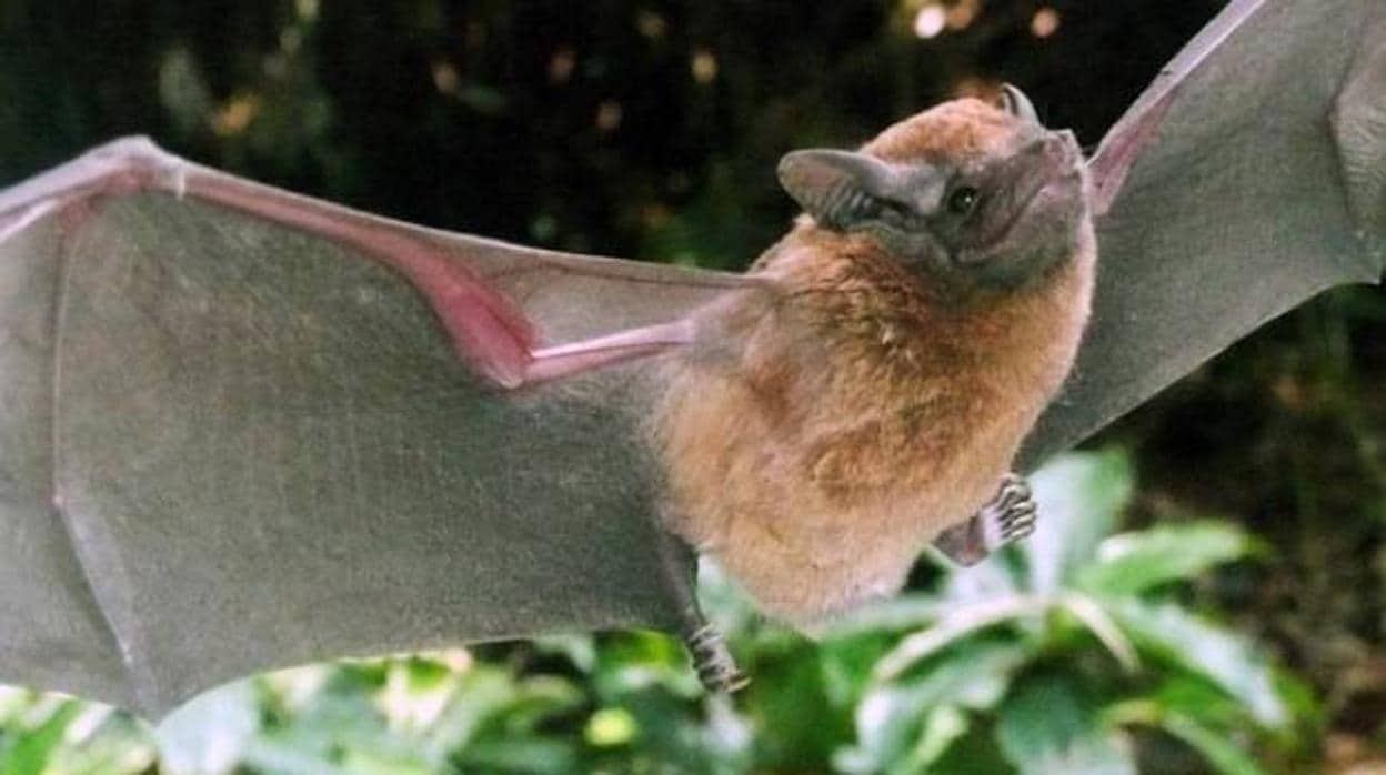 Los murciélagos, como los cetáceos, algunas aves y los seres humanos, poseen un biosonar