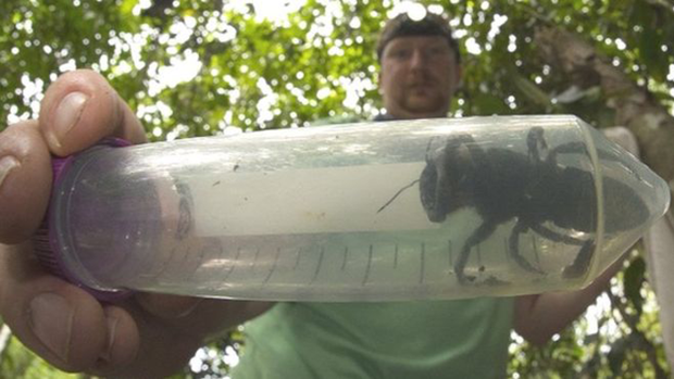 Reaparece la abeja gigante que mide un pulgar y que se creía extinta