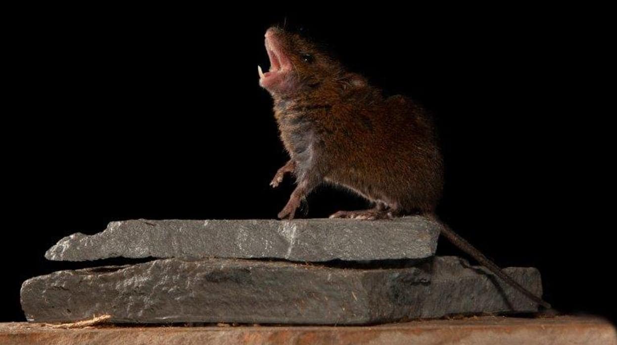 Un ratón cantor de las selvas tropicales de Costa Rica