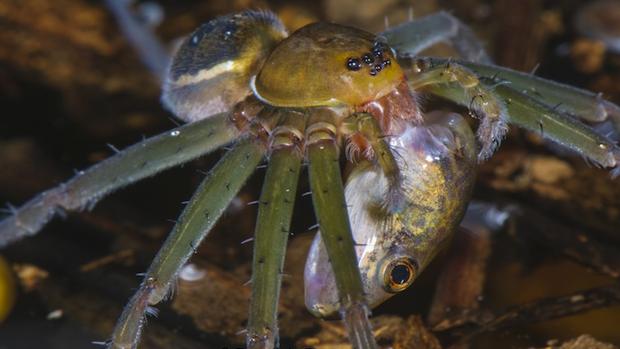 Captan fotos espeluznantes de arañas gigantes devorando ranas, lagartos y roedores