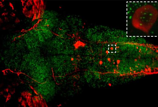 Fotografía microscópica de una larva de pez cebra. En verde, dinámica de cromosomas y en rojo de una sola neurona