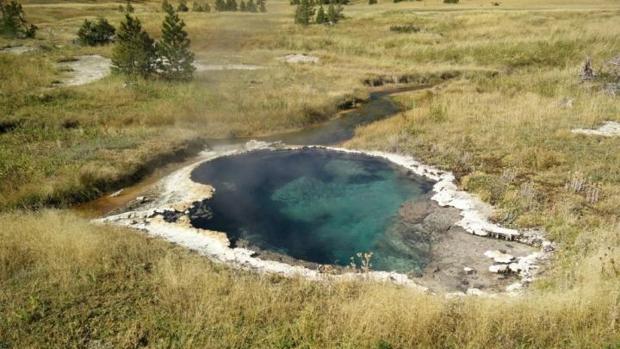 Crean un modo de capturar bacterias que respiran electricidad