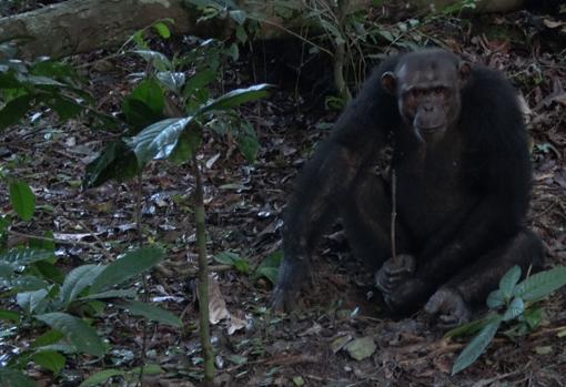 Un macho de chimpancé de nombre Pandi cava el suelo en busca de miel