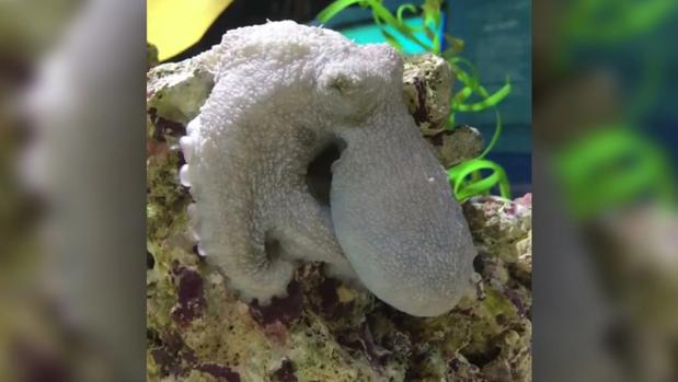 ¿Sueñan los pulpos cuando se quedan dormidos?