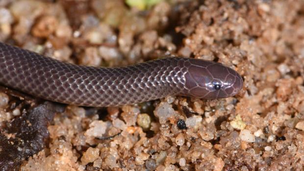 Descubren una peligrosa serpiente que puede inocular veneno sin abrir la boca