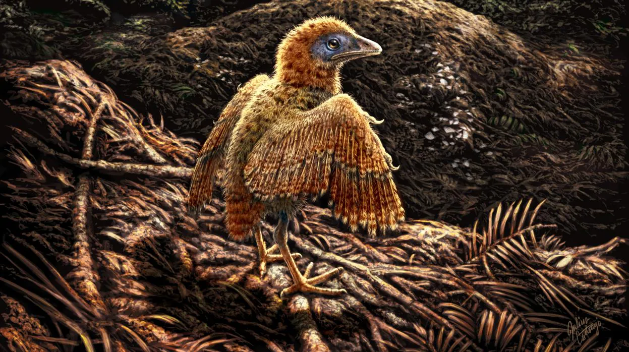 Un polluelo abandona su nido poco después del nacimiento hace unos 125 millones de años. Este pajarito vivía en un ambiente lacustre y puede haber nacido en el suelo como otras aves enantiornitinas extintas.