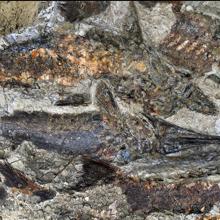 Hallan a las primeras víctimas del meteorito de los dinosaurios: murieron el mismo día