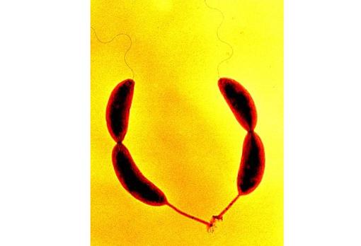 Fotografía de «Caulobacter crescentus», cuyo genoma ha sido usado como base en esta investigación