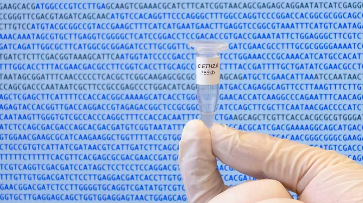 Han creado un genoma artificial, llamado «Caulobacter ethensis-2.0» . El área de la biología sintética sufrirá una revolución en los próximos años