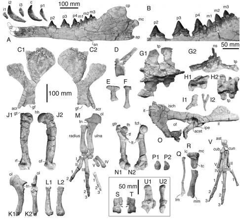 Esta figura muestra los huesos del peregoceto, incluida la mandíbula con dientes, escápula, vértebras, elementos del esternón, pelvis y miembros anteriores y posteriores