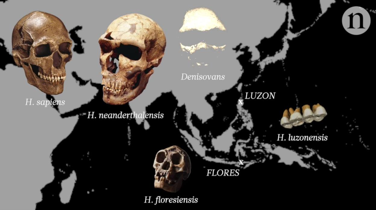 H. luzonensis existió al mismo tiempo que sapiens, neandertales, denisovanos y el hombre de Flores