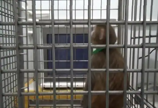 Un macaco alterado genéticamente participando en las pruebas de memoria en el laboratorio