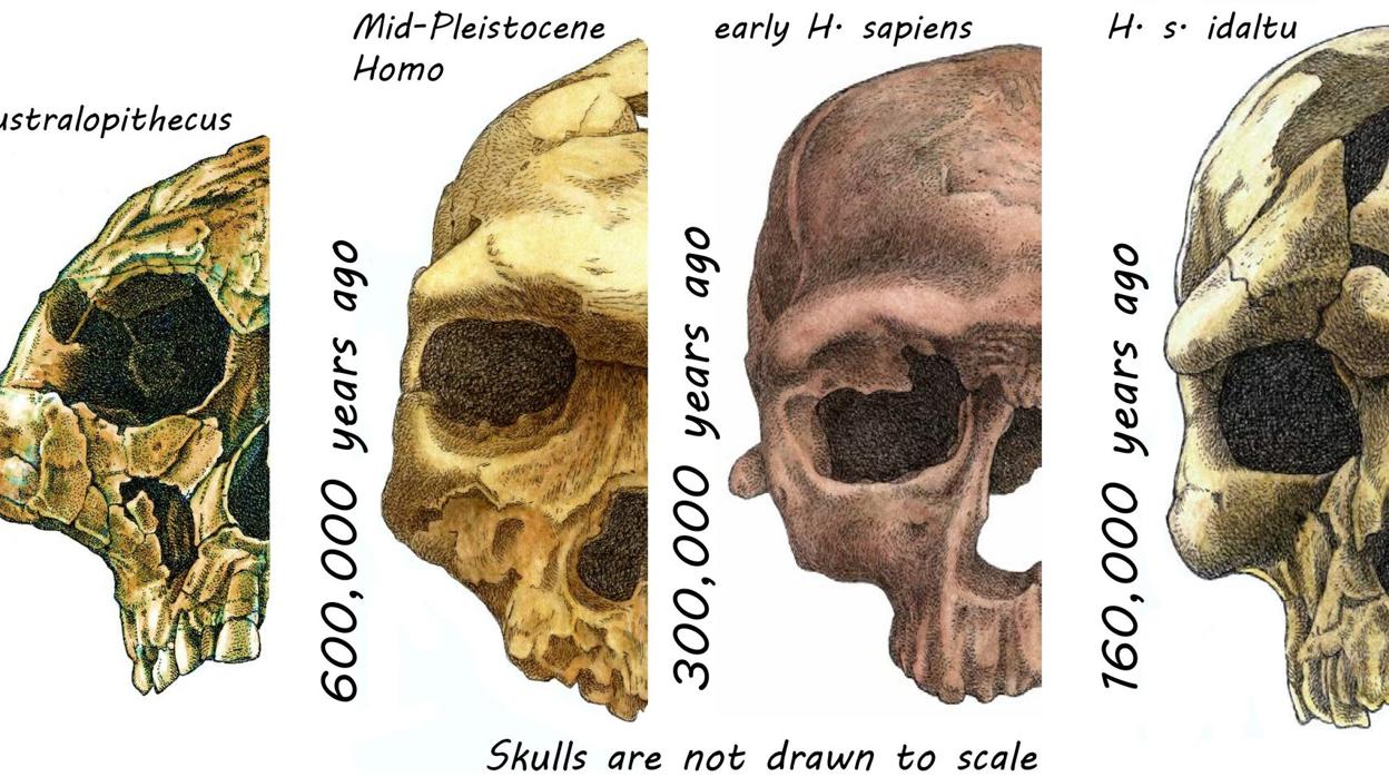 Varios cráneos de homininos hace decenas de miles de años