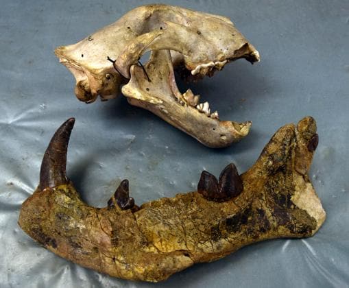 Comparaciçon de la mandíbula de un león (arriba) frente la de los restos encontrados